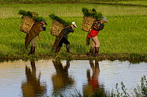 Bai ethnic minority people  carrying rice plants in baskets through paddy fields for replanting. Jianchuan County, bordering Lijiang, Yunnan Province, China 2006