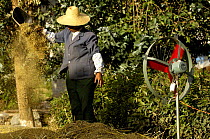Bai woman winnowing wheat. Jianchuan County, bordering Lijiang, Yunnan Province, China       2006