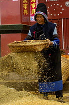Bai woman winnowing wheat. Jianchuan County, bordering Lijiang, Yunnan Province, China     2006