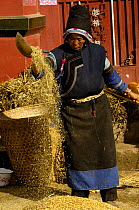 Bai woman winnowing wheat. Jianchuan County, bordering Lijiang, Yunnan Province, China   2006