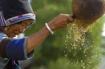 Bai woman winnowing wheat. Jianchuan County, bordering Lijiang, Yunnan Province, China   2006