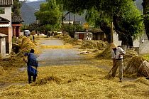 Bai ethnic minority people laying wheat on the road for vehicles to drive over to separate the wheat from the stems / chaff. Jianchuan County, bordering Lijiang, Yunnan Province, China 2006