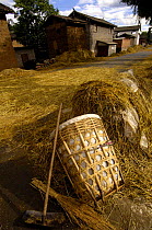 Bai lay Harvested wheat on the road for vehicles to drive over to separate the wheat from the stem. Jianchuan County, bordering Lijiang, Yunnan Province, China. 2006