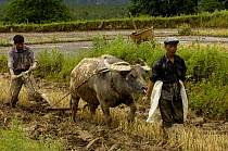Lisu ethnic minority using water buffalo to plough paddy field. Zhongdian. Deqin Tibetan Autonomous Prefecture, Yunnan Province, China 2006