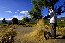 Bai ethnic minority person laying wheat on the road for vehicles to drive over to separate the wheat from the stem. Jianchuan County bordering Lijiang, Yunnan Province, China 2006