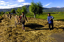 Bai ethnic minority people laying wheat on the road for vehicles to drive over to separate the wheat from the stem. Jianchuan County bordering Lijiang, Yunnan Province, China 2006
