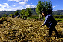 Bai ethnic minority people laying wheat on the road for vehicles to drive over to separate the wheat from the stem. Jianchuan County bordering Lijiang, Yunnan Province, China 2006