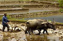 Lisu ethnic minority using Water Buffalo (Bubalus arnee) to plough paddy field, Zhongdian, Deqin Tibetan Autonomous Prefecture, Yunnan Province, China 2006