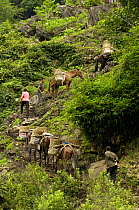 Mules carrying construction material up from the banks of the Nu River, Gongshan County, Yunnan Province, China 2006