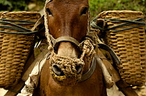 Mule carrying construction material up from the banks of the Nu River, Gongshan County, Yunnan Province, China 2006
