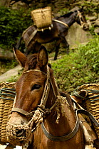 Mules carrying construction material up from the banks of the Nu River, Gongshan County, Yunnan Province, China 2006