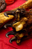 Tiger leg bones and feet with claws together for sale as medicine by Tibetans in a market near Fugong, Yunnan Province, China 2006