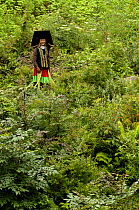 Colourful belt Yi woman - one of the sub-groups of the Yi Ethnic minority people from the mountains near Liuku, Nujiang Prefecture, Yunnan Province, China 2006