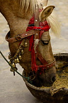 Horse fedding, used for pulling cart next to Erhai lake, Dali Yunnan Province, China 2006