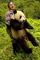 Resarch centre worker carrying Giant Panda (Ailuropoda melanoleuca) Wolong China Conservation and Research Center for the Giant Panda within Wolong Reserve, Sichuan Province, China 2006
