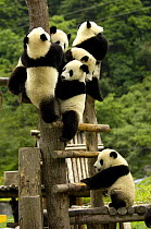 Juvenile Giant Pandas (Ailuropoda melanoleuca) climbing a wooden frame, Wolong China Conservation and Research Centre for the Giant Panda within Wolong Reserve, Sichuan Province, China 2006