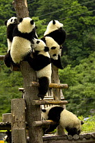Juvenile Giant Pandas (Ailuropoda melanoleuca) climbing a wooden frame, Wolong China Conservation and Research Centre for the Giant Panda within Wolong Reserve, Sichuan Province, China 2006