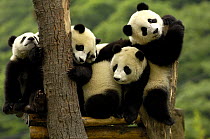 Juvenile Giant Pandas (Ailuropoda melanoleuca) on top of a wooden climbing frame, Wolong China Conservation and Research Centre for the Giant Panda within Wolong Reserve, Sichuan Province, China 2006