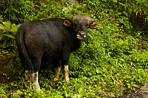 Banteng (Bos javanicus) cross with domestic cow. Nu River Canyon near Gongshan in Dulongjiang Prefecturate, Yunnan Province, China -  locals have crossed Banteng with their cattle to make a more sturd...