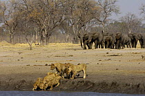 Elephant herd (Loxodonta africana) approaching a waterhole where a pride of lions (Panthera leo) are drinking. Makalolo Plains, Hwange National Park, Zimbabwe, Southern Africa