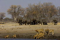 Elephant herd (Loxodonta africana) approaching a waterhole where a pride of lions (Panthera leo) are drinking. Makalolo Plains, Hwange National Park, Zimbabwe, Southern Africa