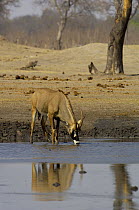 Roan (Hippotragus equinus) antelope drinking at a waterhole, Makalolo Plains, Hwange National Park, Zimbabwe,  Southern Africa