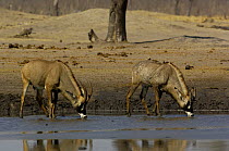 Roan (Hippotragus equinus) antelopes drinking at a waterhole, Makalolo Plains, Hwange National Park, Zimbabwe,  Southern Africa