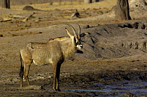 Roan (Hippotragus equinus) antelope at a waterhole, Makalolo Plains, Hwange National Park, Zimbabwe,  Southern Africa