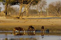 Sable (Hippotragus niger) antelopes drinking at a waterhole, Makalolo Plains, Hwange National Park, Zimbabwe,  Southern Africa
