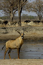 Roan (Hippotragus equinus) antelope stood at a waterhole with Zebra (Equus quagga) and Buffalo (Synceros caffer caffer) in the background, Makalolo Plains, Hwange National Park, Zimbabwe,  Southern Af...