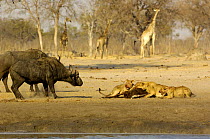 Lions (Panthera leo) feeding on a sable carcass  caught at a waterhole -  buffalo bulls approaching to show their dislike at having the pride at the waterhole. Makalolo Plains, Hwange National Park, Z...