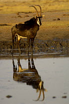 Sable (Hippotragus niger) antelope stood at a waterhole, Makalolo Plains, Hwange National Park, Zimbabwe, Southern Africa