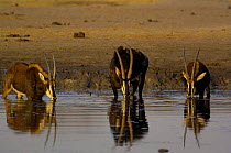 Sable (Hippotragus niger) antelopes drinking at a waterhole, Makalolo Plains, Hwange National Park, Zimbabwe, Southern Africa