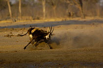 Lioness {Panthera leo} catching a Sable {Hippotragus niger} antelope near waterhole, Makalolo Plains, Hwange National Park, Zimbabwe, Southern Africa. Sequence