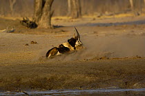 Lioness {Panthera leo} catching a Sable {Hippotragus niger} antelope near waterhole, Makalolo Plains, Hwange National Park, Zimbabwe, Southern Africa. Sequence