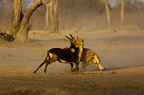 Lioness {Panthera leo} catching a Sable {Hippotragus niger} antelope, Hwange National Park, Zimbabwe, Southern Africa. Sequence