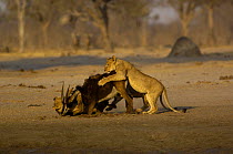 Lioness (Panthera leo) catching  Sable (Hippotragus niger) helped by her sub-adult cubs who are learning to hunt , Makalolo Plains, Hwange National Park, Zimbabwe, Southern Africa. Sequence