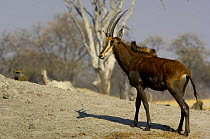 Sable (Hippotragus niger) antelope, Makalolo Plains, Hwange National Park, Zimbabwe Southern Africa