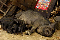 Domestic pig with piglets in Hani village, Yuanyang, Yunnan Province, China 2006