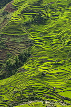 Looking down on Rice terraces of the Ailao Mountains between the Red River and Vietnam. Honghe Prefecture, Yuanyang, Yunnan Province, China 2006