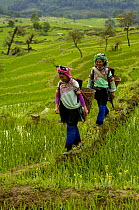 Yi Ethnic minority women walking through rice terraces, Yuanyang, Honghe Prefecture, Yunnan Province, China 2006