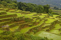 Rice terraces of the Ailao Mountains between the Red River and Vietnam. Honghe Prefecture, Yuanyang, Yunnan Province, China 2006