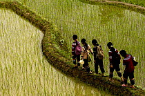 Yi Ethnic minority women walking along ridge between flooded rice terraces. Yuanyang, Honghe Prefecture, Yunnan Province, China 2006