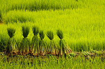 Rice terraces with bundles of rice plants, Ailao Mountains between the Red River and Vietnam. Honghe Prefecture, Yuanyang, Yunnan Province, China 2006
