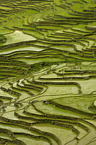 Rice terraces of the Ailao Mountains between the Red River and Vietnam. Honghe Prefecture, Yuanyang, Yunnan Province, China 2006