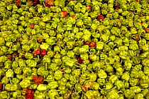 Green chilli peppers for sale in market, Yuanyang, Honghe Prefecture, Yunnan Province, China 2006