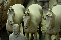Close up of Terracotta Warriors and Horses at the Mausoleum of Qin Shi Huang. Pit number one. Xi'an, Shaanxi Province, China 2006
