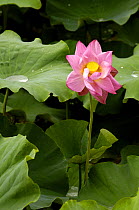 Lotus flower {Nelembo genus}, Yunnan Provice, China 2006