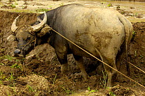 Water buffalo working in rice terraces of the Ailao Mountains between the Red River and Vietnam. Honghe Prefecture, Yuanyang, Yunnan Province, China 2006
