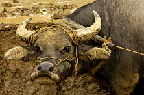 Water buffalo working in rice terraces of the Ailao Mountains between the Red River and Vietnam. Honghe Prefecture, Yuanyang, Yunnan Province, China 2006